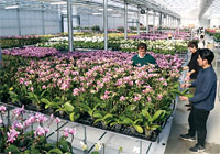 アンナララティ